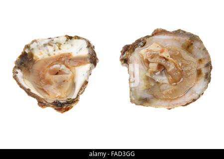 Two opened fresh British native oysters in shells isolated against white Stock Photo