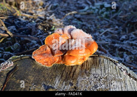 Orange mushrooms on a stub. New life on dead wood. Stock Photo