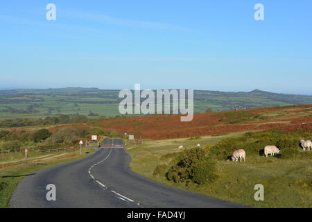 view on Pork Hill with sheep grazing in autumn, at the entrance to Dartmoor National Park, looking towards Tavistock, Devon, UK Stock Photo