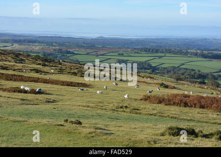 View across Whitchurch Common with sheep grazing, Dartmoor National Park, looking towards the coast of Devon, England,