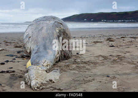 Aberystwyth, UK. 27th Dec, 2015. Christmas Day beach walkers in mid Wales had a surprise when they stumbled across a dead whale that had been washed up. Onlookers inspecting and photographing the decomposing 15' dead whale at Ynyslas, Aberystwyth Credit:  Elgan Griffiths/Alamy Live News