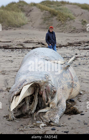 Aberystwyth, UK. 27th Dec, 2015. Christmas Day beach walkers in mid Wales had a surprise when they stumbled across a dead whale that had been washed up. Onlookers inspecting and photographing the decomposing 15' dead whale at Ynyslas, Aberystwyth Credit:  Elgan Griffiths/Alamy Live News