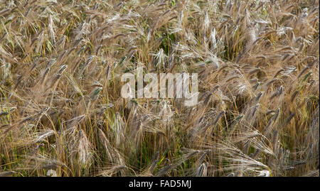 Albright 'six' row Spring Barley maturing in field, Hordeum vulgare. Stock Photo