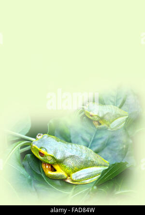 note pad with two green frogs on it Stock Photo