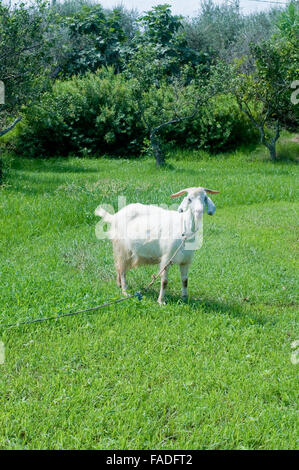 Young goat grazing on the green grass, italy Stock Photo