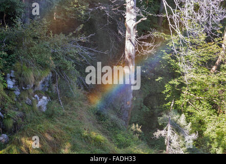 rainbow in deep forest close to waterfall in Triglav National Park, Slovenia Stock Photo