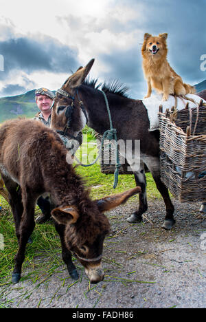 RING OF KERRY, IRELAND - AUGUST 26, 2015: Man with Donkeys and Dog in Ireland Stock Photo