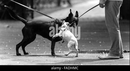 Two Dogs Fighting in Town Gardens Swindon Stock Photo