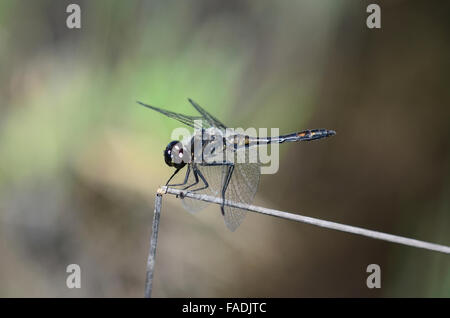 Black darter dragonfly Stock Photo