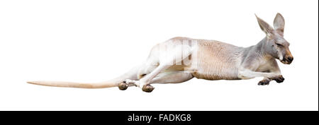 Red kangaroo. Isolated on white background Stock Photo