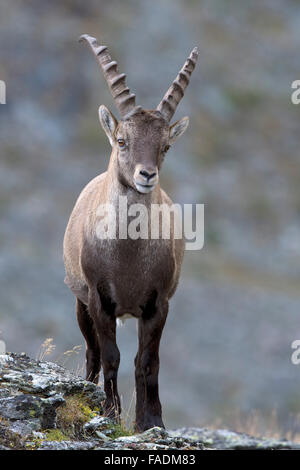 Alpine ibex (Capra ibex), male, Kaiser-Franz-Josefs-Höhe, High Tauern National Park, Carinthia, Austria Stock Photo