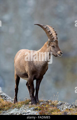 Alpine ibex (Capra ibex), male, Kaiser-Franz-Josefs-Höhe, High Tauern National Park, Carinthia, Austria Stock Photo
