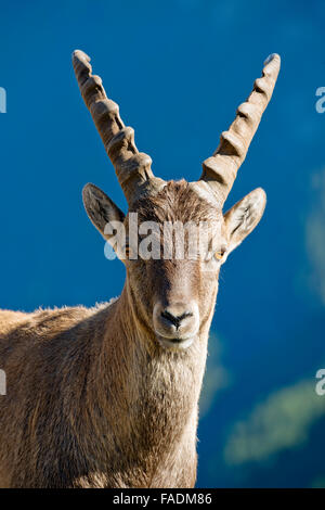Alpine ibex (Capra ibex), male, portrait, Kaiser-Franz-Josefs-Höhe, High Tauern National Park, Carinthia, Austria Stock Photo