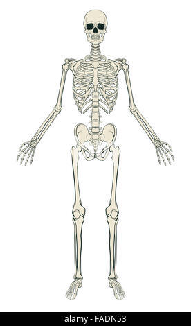 An anatomically correct medical educational illustration of a human skeleton Stock Photo