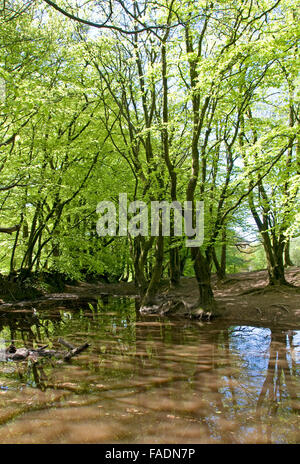 Beech woods in early summer on the Quantock Hills near Lydeard Hill, Somerset Stock Photo