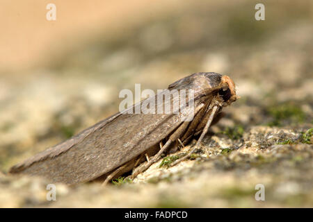 Lesser wax moth (Achroia grisella). A distinctive moth in family Pyralidae, shown in profile at rest Stock Photo