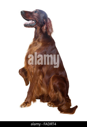 Sitting setter Isolated over white  background Stock Photo