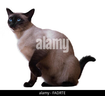 Sitting Siamese cat, isolated on white Stock Photo