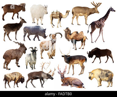 Set of Artiodactyla mammal  animals. Seventeen different animals over white background Stock Photo