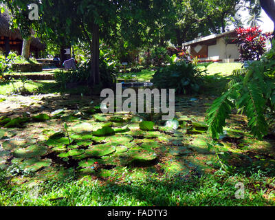 Parc Bougainville in the centre of Papeete, French Polynesia. Stock Photo