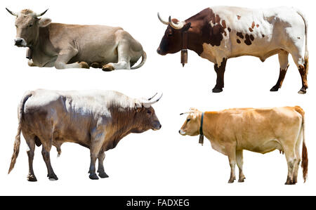 Set of bulls and cow. Isolated over white  background Stock Photo