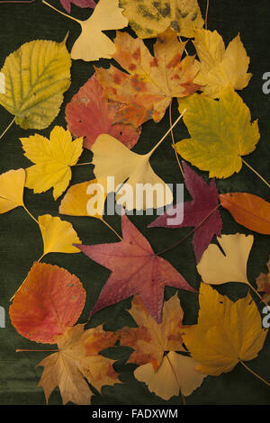 A variety of colorful autumn leaves found in Prospect Park, Brooklyn, New York including Elm, Maple, Ginkgo, Sweet Gum, oak and others. Stock Photo