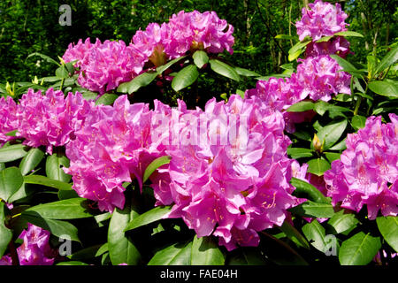Lavender Rhododendron blooming in the late spring along the Blue Ridge Parkway, North Carolina, USA. Stock Photo