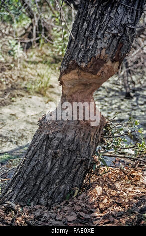 A tree like this one that is nearly chewed in two has been gnawed by the large, sharp incisors (front teeth) of a North American beaver (Castor canadensis).  Beavers chew on trees for food, to obtain wood for constructing their dams and lodges (dens), and to sharpen their teeth.  These semi-aquatic mammals are the largest rodents in North America. Stock Photo