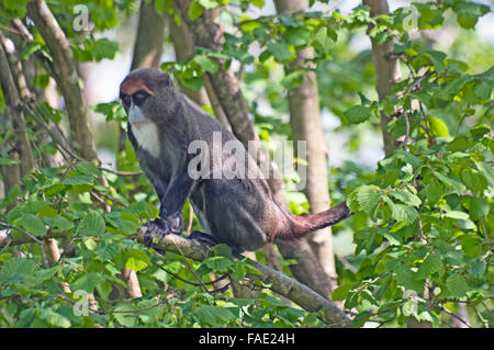 De Brazzas Monkey, Cercopithecus Neglectus, Africa, Stock Photo