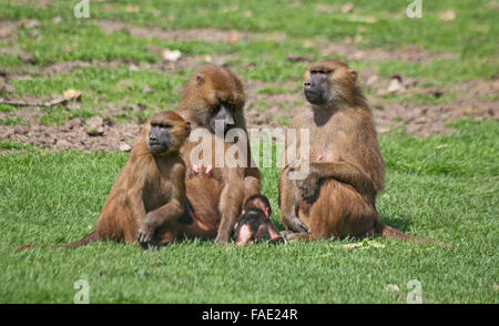 Guinea Baboon, Papio Hamadryas Papio, Senegambia and Mauritania, Stock Photo