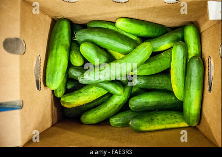 Box filled with cucumbers. Stock Photo