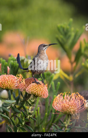 Cape sugarbird (Promerops cafer), perched on protea, Harold Porter botanical gardens, Western Cape, South Africa Stock Photo