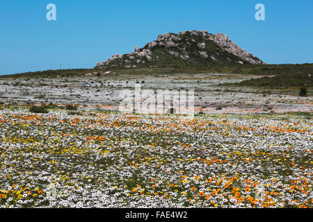 Postberg Section, West Coast National Park, Langebaan, Western Cape ...