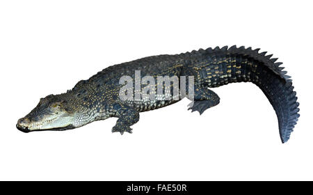 Saltwater crocodile (Crocodylus porosus) . Isolated over white background Stock Photo