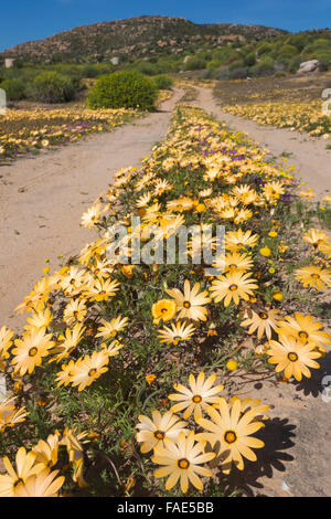 Spring wild flowers, Oudrif farm, Cederberg, Western Cape, South Africa Stock Photo