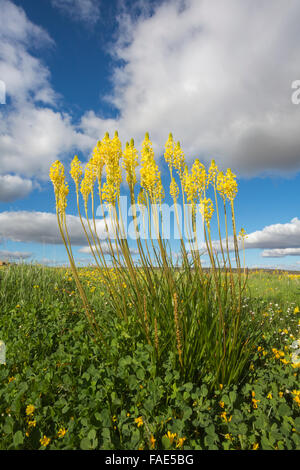 Bulbinella latifolia, yellow cat's tail, (formerly Bulbinella floribunda), Papkuilsfontein farm, Nieuwoudtville, Northern Cape, Stock Photo