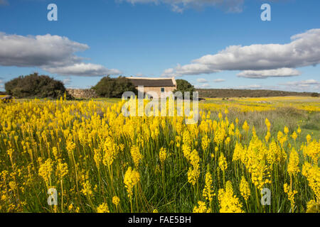 Bulbinella latifolia, yellow cat's tail, (formerly Bulbinella floribunda), Papkuilsfontein farm, Nieuwoudtville, Northern Cape, Stock Photo