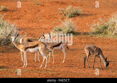 Springbok Chewing Springbok animal (Antidorcas marsupialis) black morph antelope isolated ...