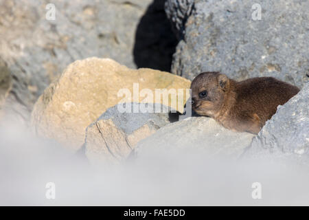 Rock hyrax (dassie) (Procavia capensis), baby, De Hoop nature reserve, Western Cape, South Africa Stock Photo