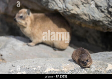 Rock hyrax (dassie) (Procavia capensis), baby with adult, De Hoop nature reserve, Western Cape, South Africa Stock Photo