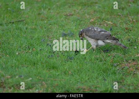 European sparrow hawk - Eurasian sparrow hawk (Accipiter nisus) plucking a Blackbird (Turdus merula) in a meadow Stock Photo