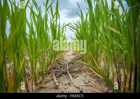 Close up of grass and crops. Stock Photo