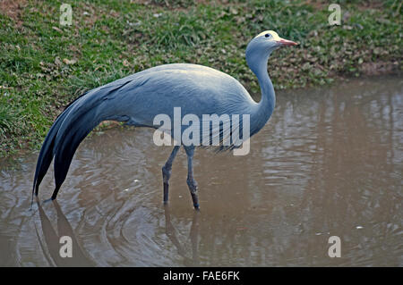 Blue Crane, Grus Paradisea, South Africa, Captive, Zoo, Stock Photo