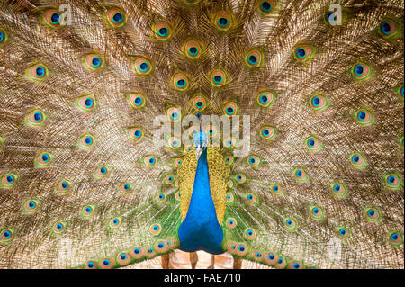 Bright peacock. Stock Photo