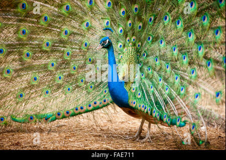 Bright peacock. Stock Photo