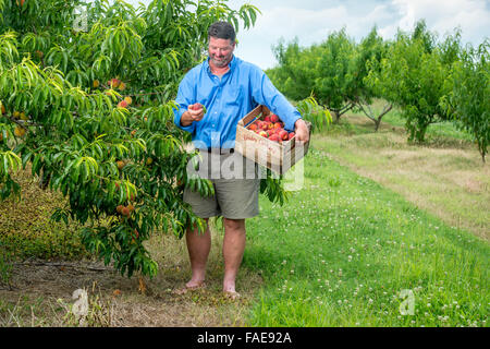 Man posing in his peach orchard Stock Photo