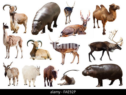 hippo and other Artiodactyla mammal animals over white background Stock Photo