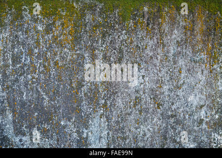 Weathered and aged grey concrete wall with green moss. Stock Photo