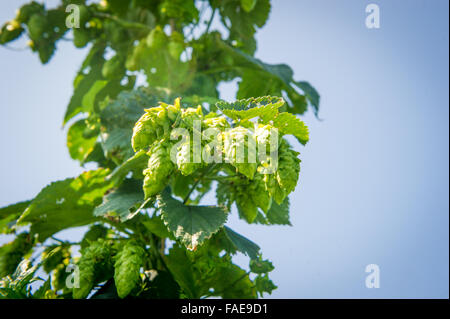 Beer hops being grown on a vine Stock Photo