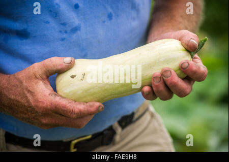 Mans hands holding a freshly picked yellow squash Stock Photo
